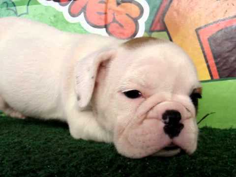 English bulldog For Sale - Witlof - http://www.bullcanes.net - ceo@bullcanes.net puppy paradise