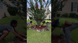 This is exactly what my Center Tree Needed😎; Code: JAYLEGEND471 for $10 off!😍#shorts #mulch #lawn
