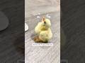 This woman rescued a small chick struggling in an egg tray and raised it with love