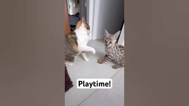 Watch the video about Savannah cat plays nice with calico #savannahf1 #cat #catlover