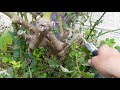 زراعة عقل الورد الجوري (grow roses from cuttings)