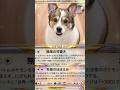 【再開】動画投稿再開します🐶✨🐺#shorts #dog