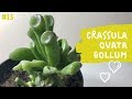 CRASSULA OVATA GOLLUM | Orejas de Shrek 💚