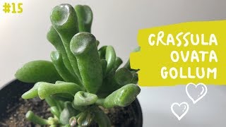 CRASSULA OVATA GOLLUM | Orejas de Shrek 💚
