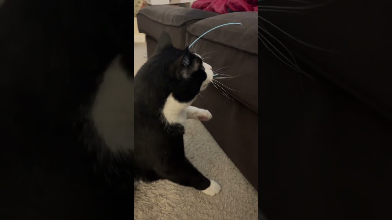 Specimen 10: Blue plastic thing 