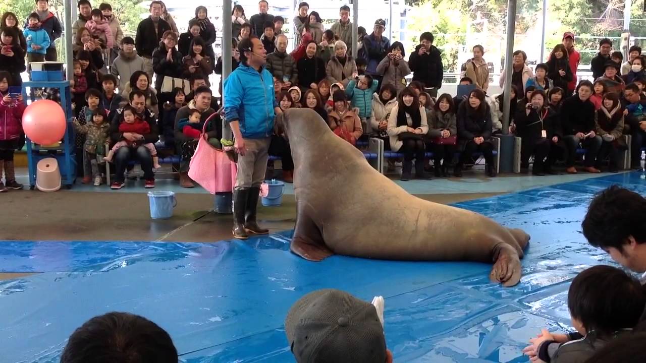 鳥羽水族館　セイウチ大爆笑（おおわらいパフォーマンスショー）　Toba Aquarium