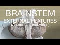 BRAINSTEM - EXTERNAL FEATURES