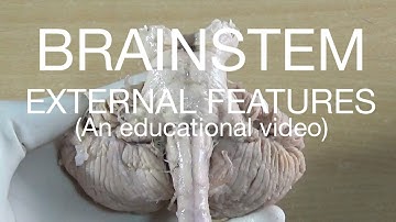 BRAINSTEM - EXTERNAL FEATURES (An educational video)