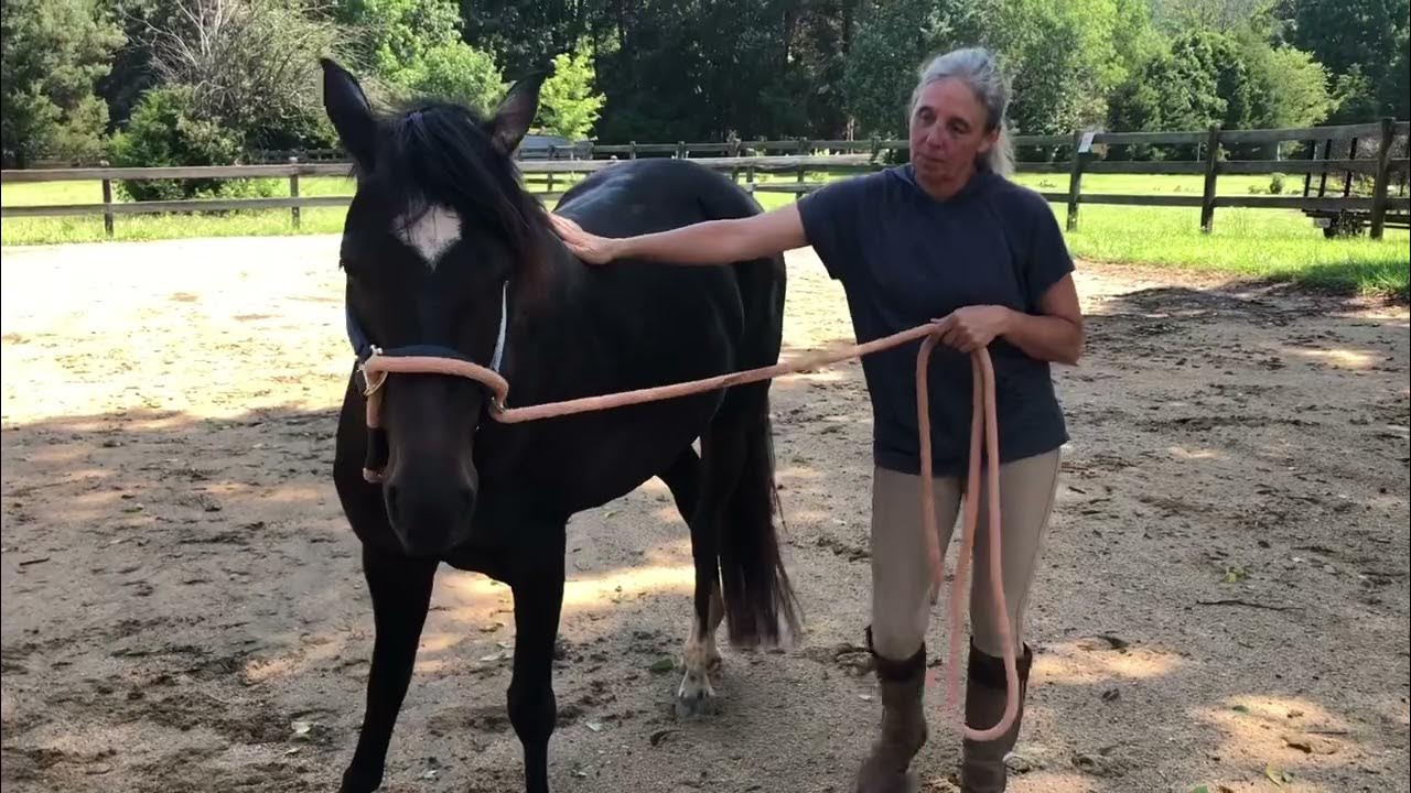 Lunging with a halter YouTube