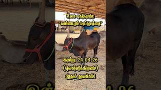 உலக புகழ்பெற்ற கண்ணபுரம் நாட்டு மாட்டுச்சந்தை ஆரம்பம்✨🐂 #kannapuram #kangeyam #kangayambull #tamil