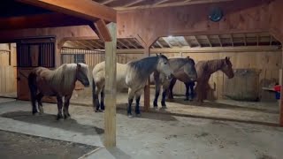 Reiki Healing Session With A Herd - A Unique Experience #reiki #horse