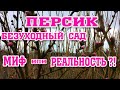 Безуходный ПЕРСИКОВЫЙ САД !!! Миф или реальность ?!!