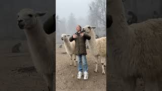 Это реальность??? #betsy