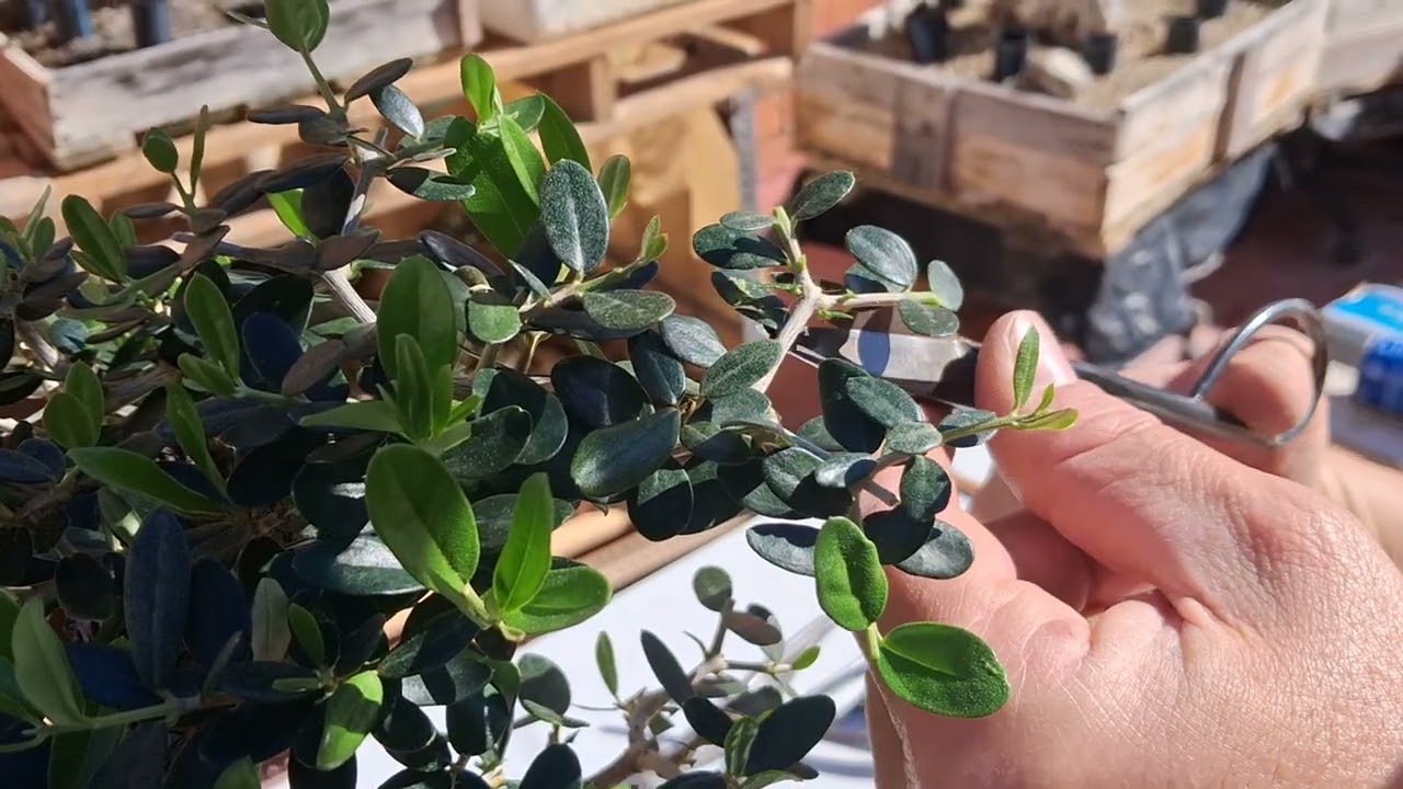 Aclarado de la copa de un olivo .