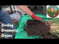 Get Your 🧤Gloves On! Learn How-To Divide Ornamental Grasses, North Florida Zone 9A
