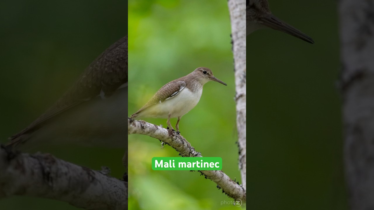 Common sandpiper / Mali martinec 