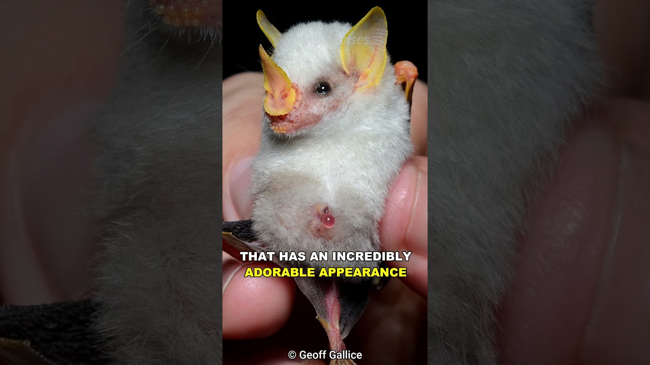 White Honduran Bat | The Fluffy Bat