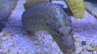 Green Wolf Eel