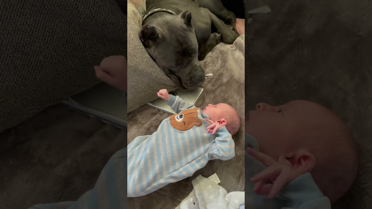 Cane Corso and baby sweet love ❤️