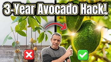 Grow Avocados from Seed to Fruit FAST! (Skip the 8-Year Wait!)