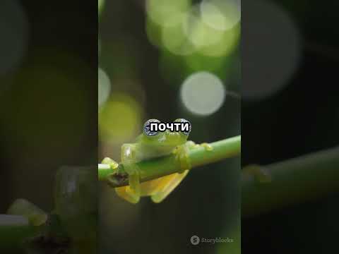 Стеклянная лягушка (Hyalinobatrachium fleischmanni). Существо, которое исчезает… без маскировки!