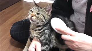 妹のブラッシングですっかり甘えモードになってしまった子猫