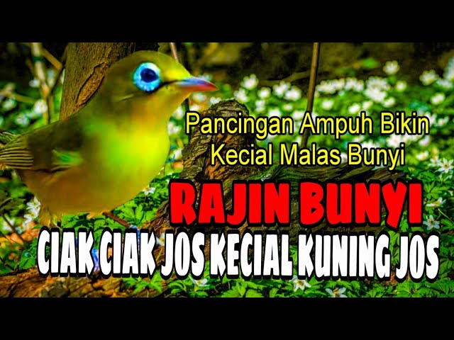 CIAK CIAK JOS KECIAL KUNING JOS PANCINGAN AMPUH BIKIN KECIAL MALAS BUNYI JADI RAJIN BUNYI class=