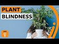 What is plant blindness (and are you suffering from it)? | BBC Ideas