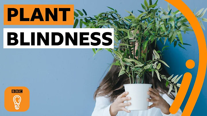 What is plant blindness (and are you suffering from it)? | BBC Ideas - DayDayNews