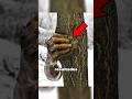 ¿Sabes qué pasaría si una mano se aferrara a un árbol durante 14 años?