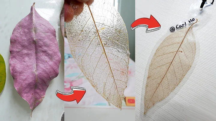 【DIY教學】 真葉製成透明葉脈書籤 Skeleton Leaf from dead leaf - 天天要聞