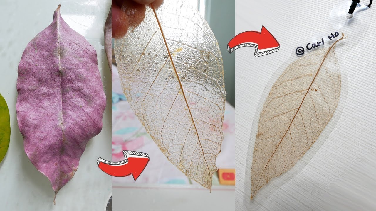 Diy教學 真葉製成透明葉脈書籤skeleton Leaf From Dead Leaf Youtube