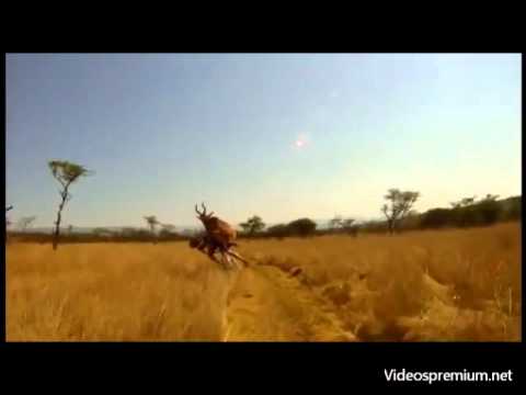 El ciclista de MB Evan Van der Spuy derribado por un antilope en Africa.wmv