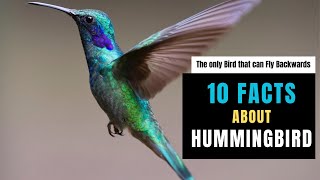 10 INTERESTING FACTS ABOUT HUMMINGBIRD