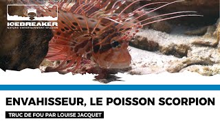 Truc de fou #102 : le poisson-scorpion par Louise Jacquet