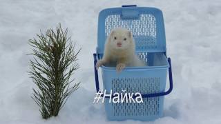 Хорёк-альбинос #Найка на прогулке.