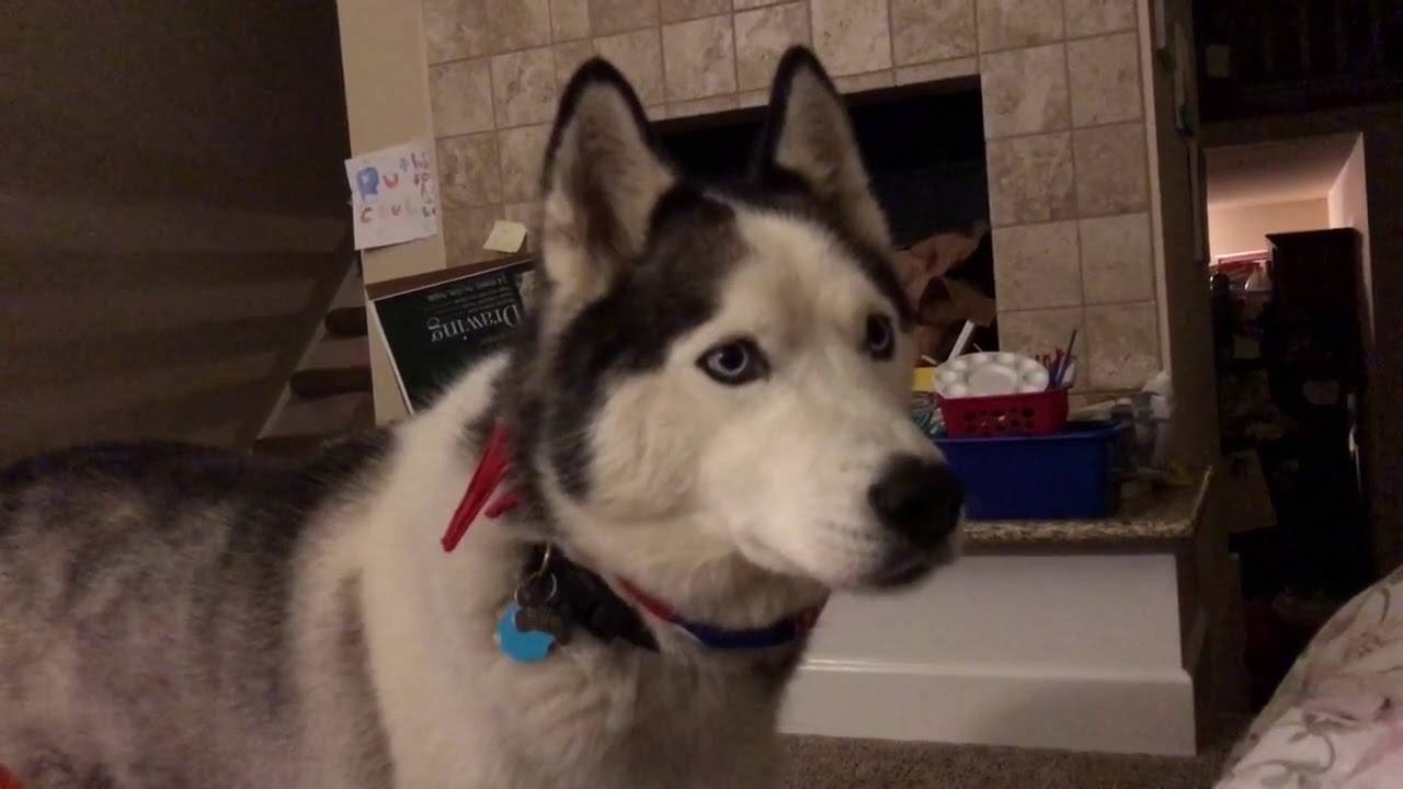 Very vocal Husky 975850 YouTube