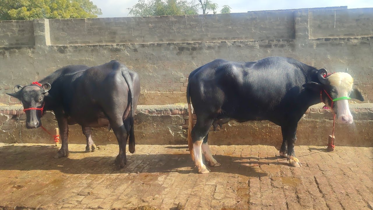 2 Buffaloes for Sale, 2 ਮੱਝਾਂ ਵਿਕਾਊ YouTube