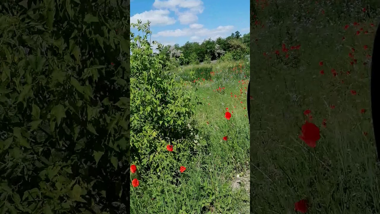 Poppy seed  and blue phacelia. Mak i facelia na polach k. Konina.