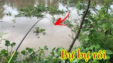 Câu Cá Mè Vinh Mùa Nước Nổi - Giật Cá Bự Đã Tay Thiệt | Câu Cá Tra Sông - Fishing Miền Tây