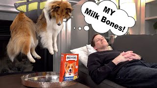 The Great Sheltie Milk Bone Heist  A Biscuit Talky on Cricket 'the talking dog' Chronicles e088