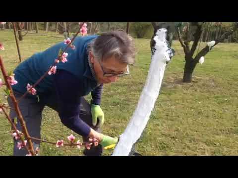 Video: Usi della corteccia dell'albero di guava: cosa fare con la corteccia degli alberi di guava