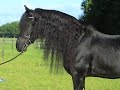 Friesian dressage stallion spectacular horse with long mane ridden by a girl