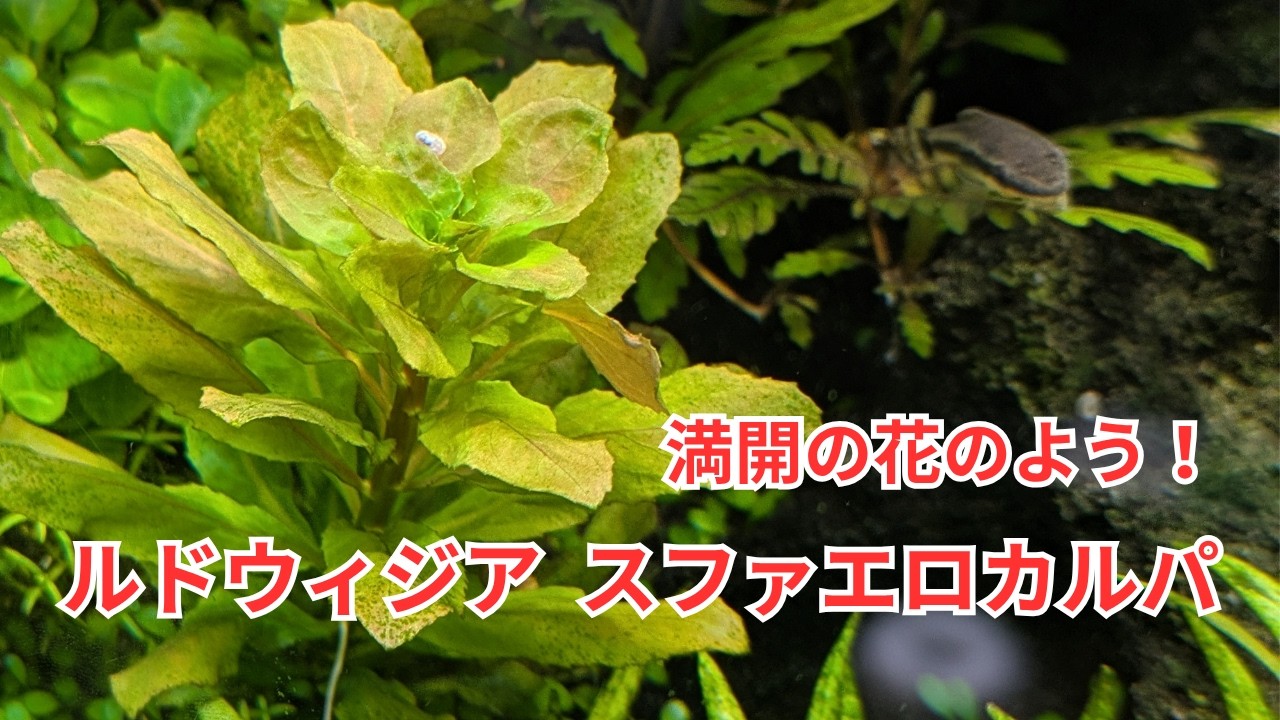 Let me introduce you to the lovely, flower-like 