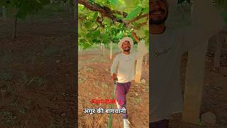 अंगूर कि  बागवानी कर्नाटक#shortsfeed #feedshort #travel #shortvideo #short #shorts