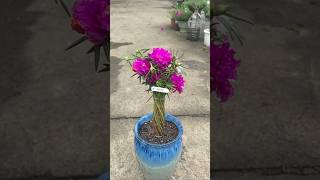 Update style grow Portulaca flowers beautiful #short #portulacaflower #gardening