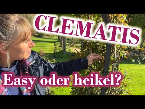 Video: Clematis-Pflanzen für den Herbst – Tipps zum Anbau spät blühender Clematis-Pflanzen