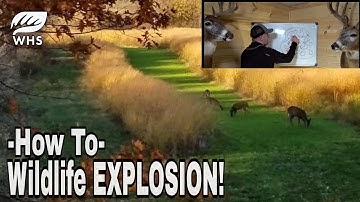 How To Explode Whitetail And Wildlife Populations | Old Field Conversion