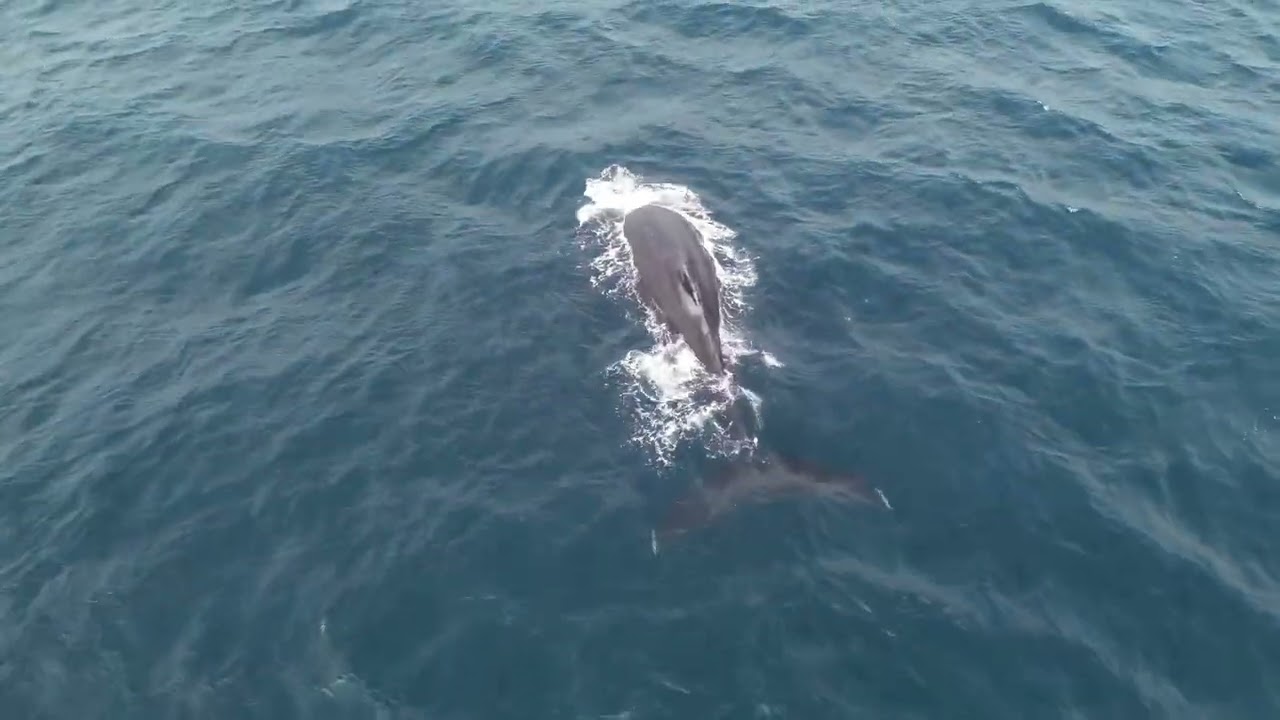 One Whale. One Ocean. One Story. | Humpback Whale from Above