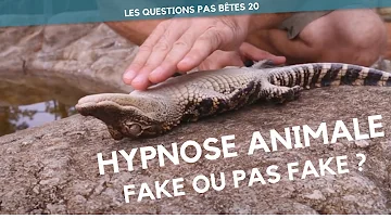 Comment hypnotiser son chien ?